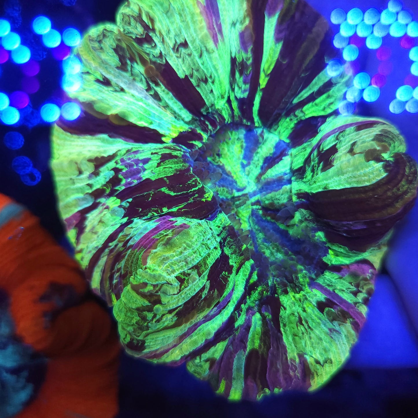 Bright Toxic Splatter Trachy with Pink