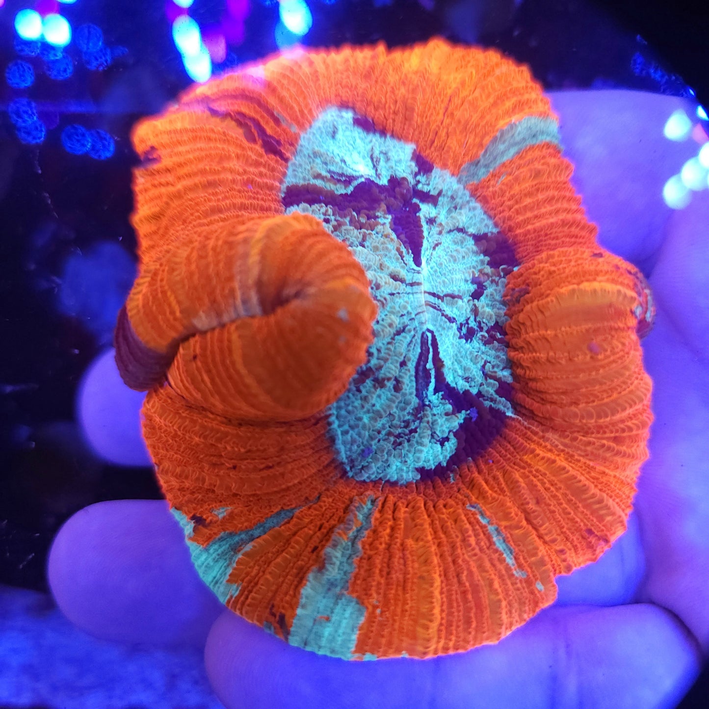 Red Multi Colored Splatter Trachy