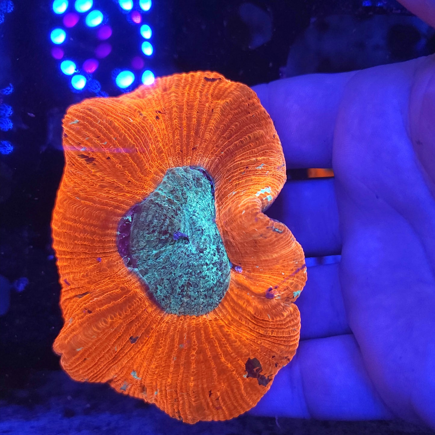 Bright Red and Teal Trachy