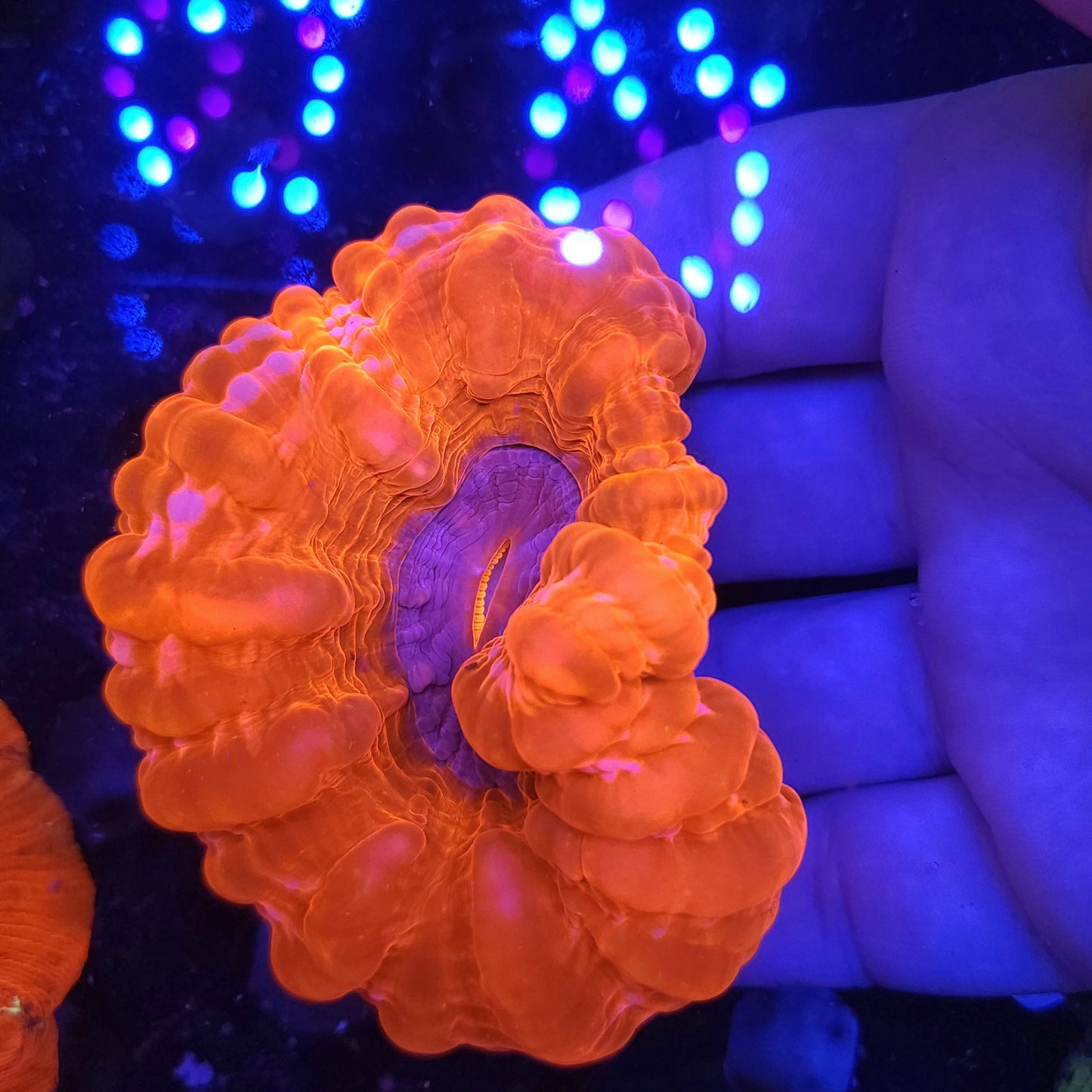 Red and Pink Cynarina