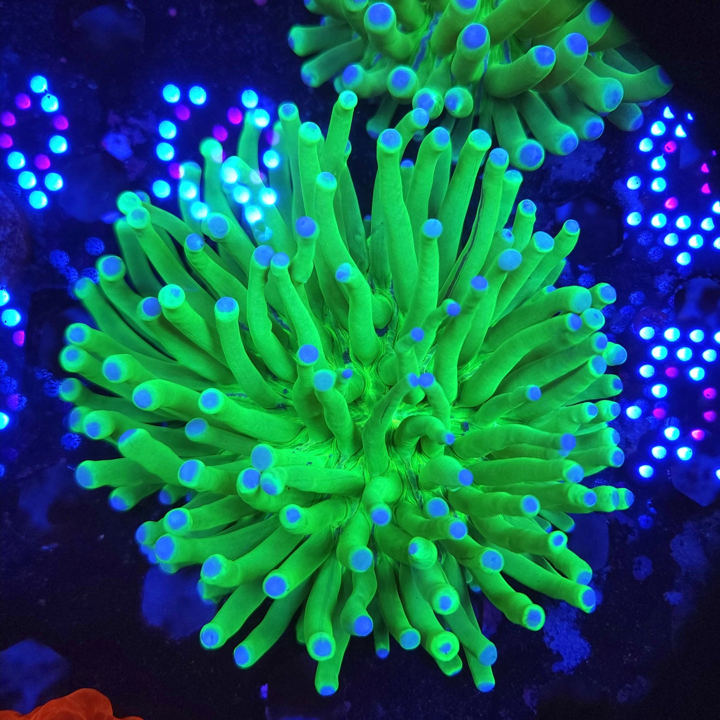 Bright and Healthy Heliofungia