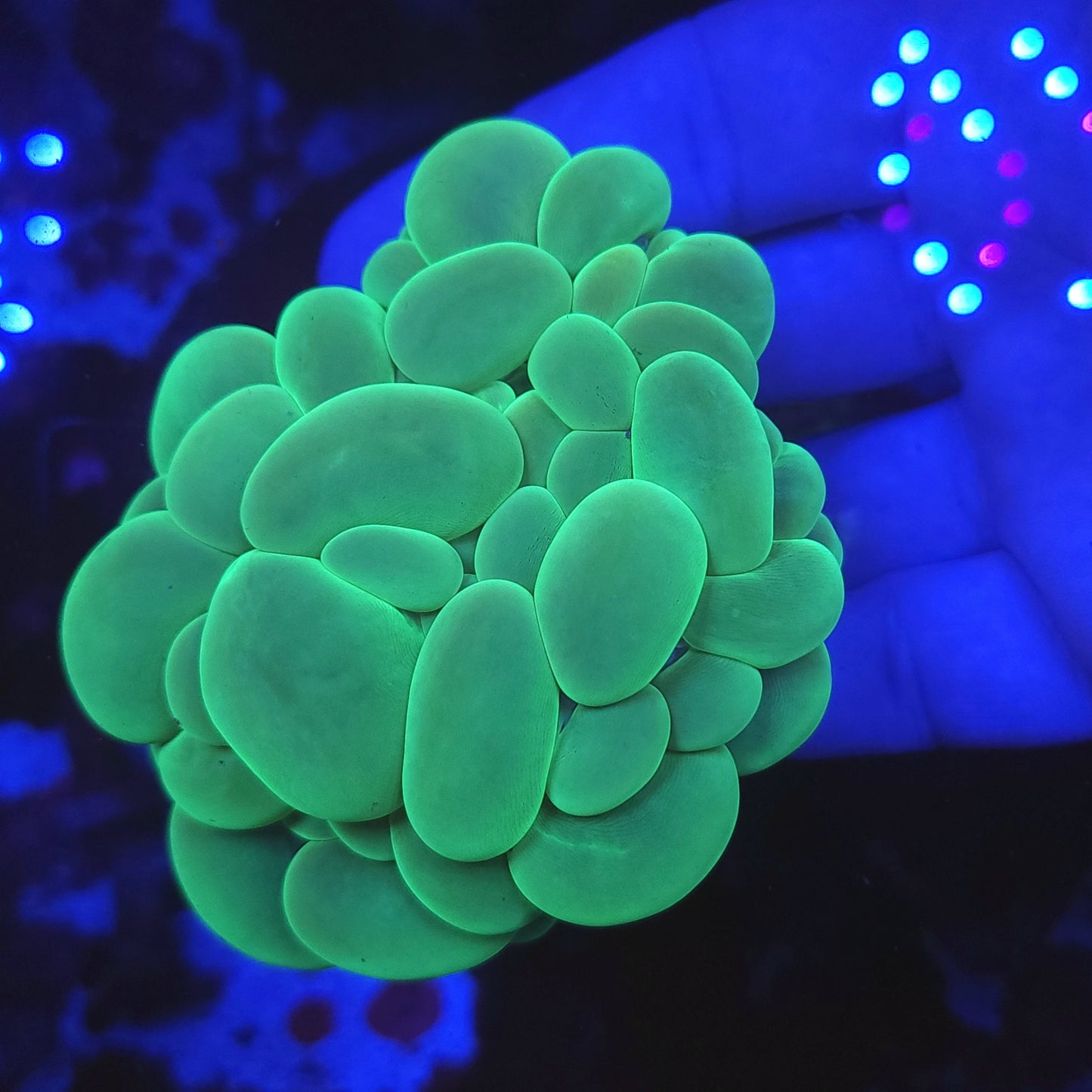 Bright Green Bubble Coral