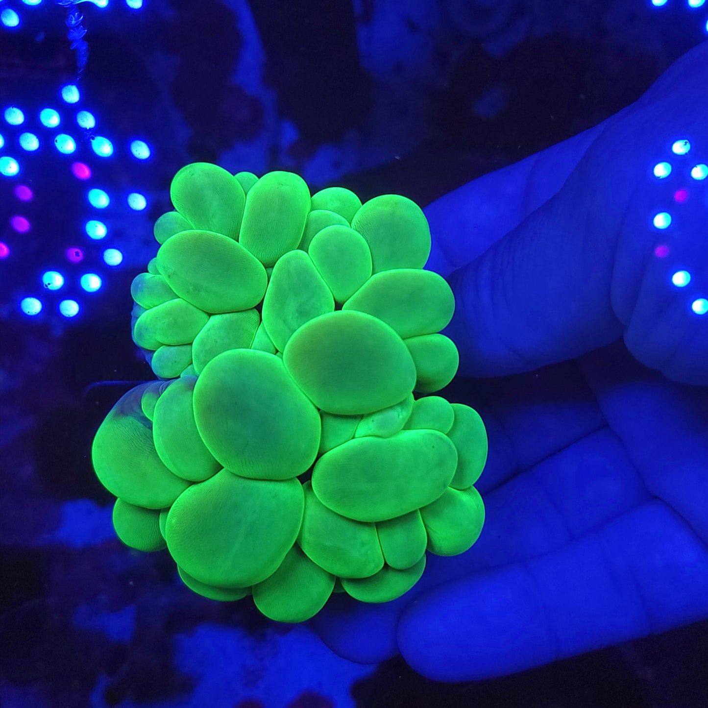 Bright Toxic Green Bubble Coral