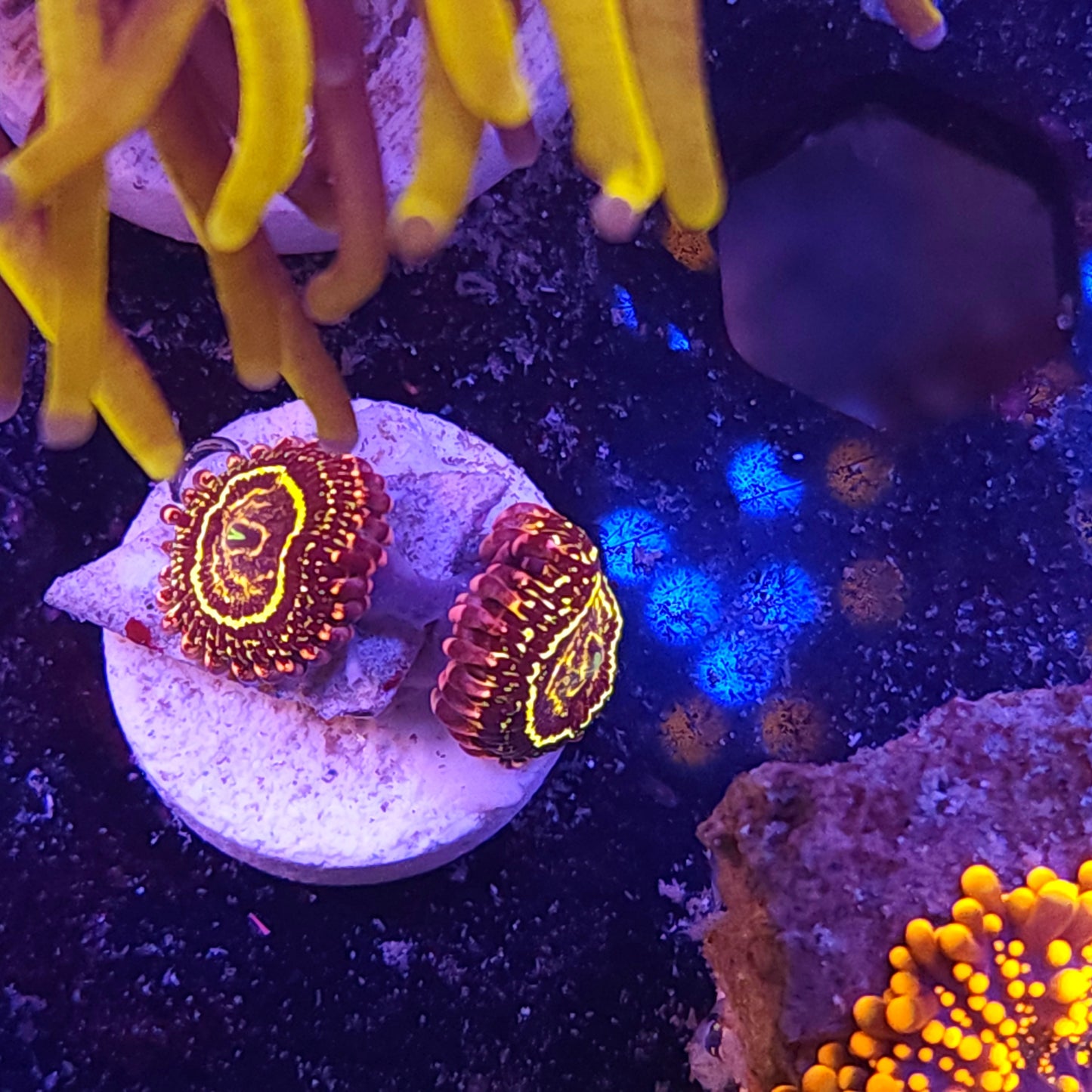 Stratocaster Zoanthid (2 Polyps)