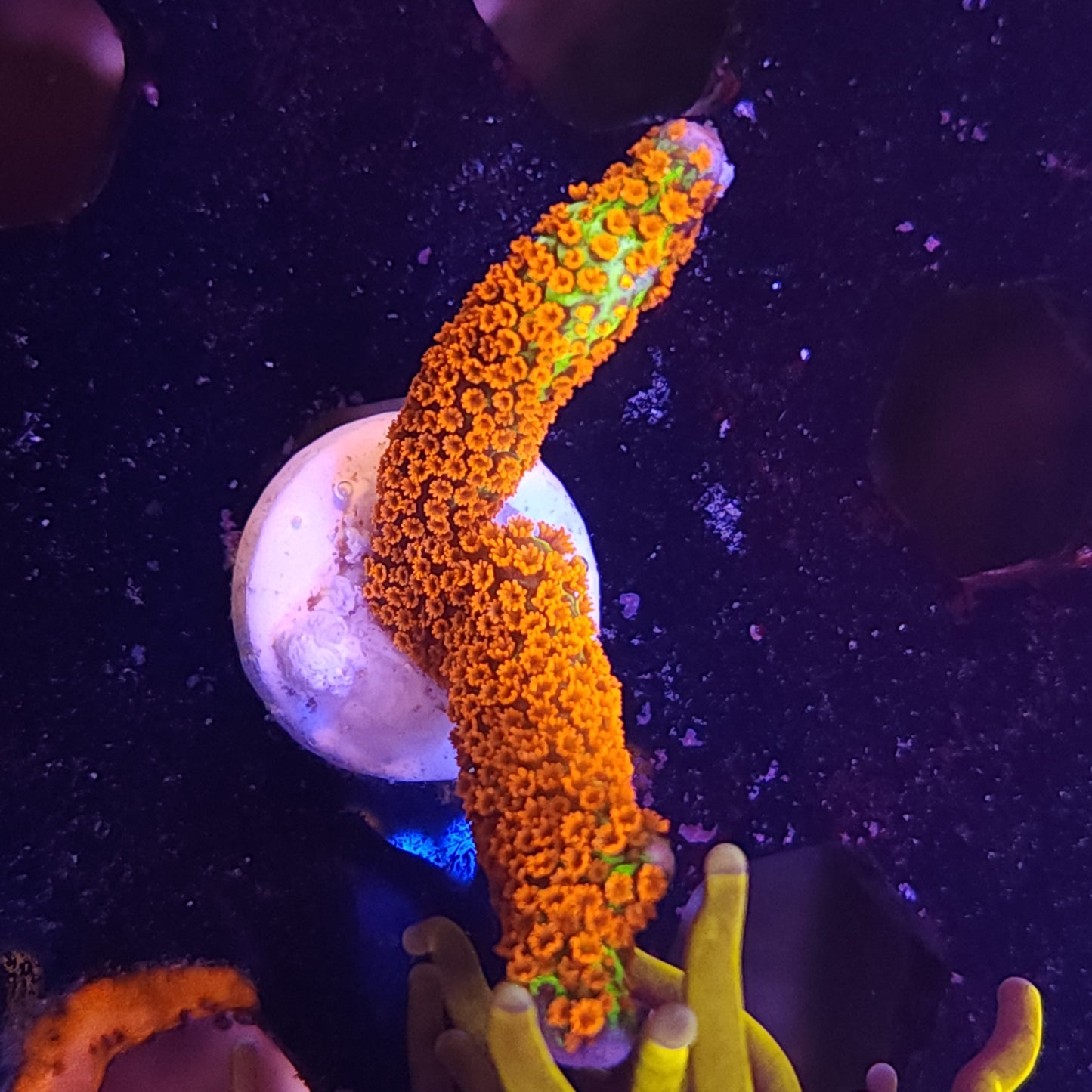 Forest Fire Monti Digitata