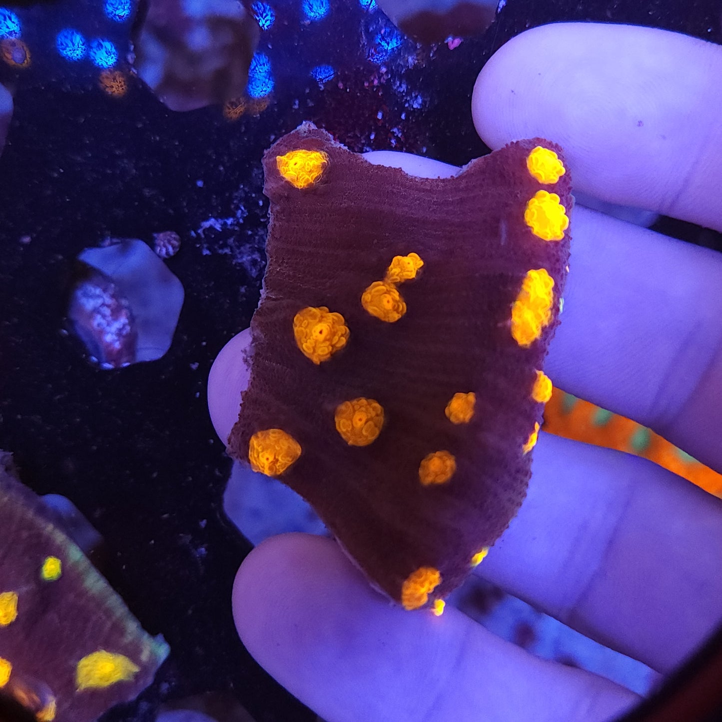 Nightmare Chalice Chunk