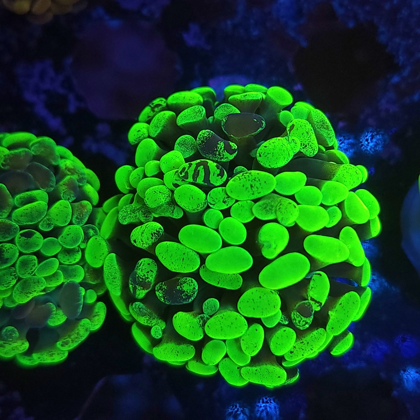 Toxic Splatter Hammer