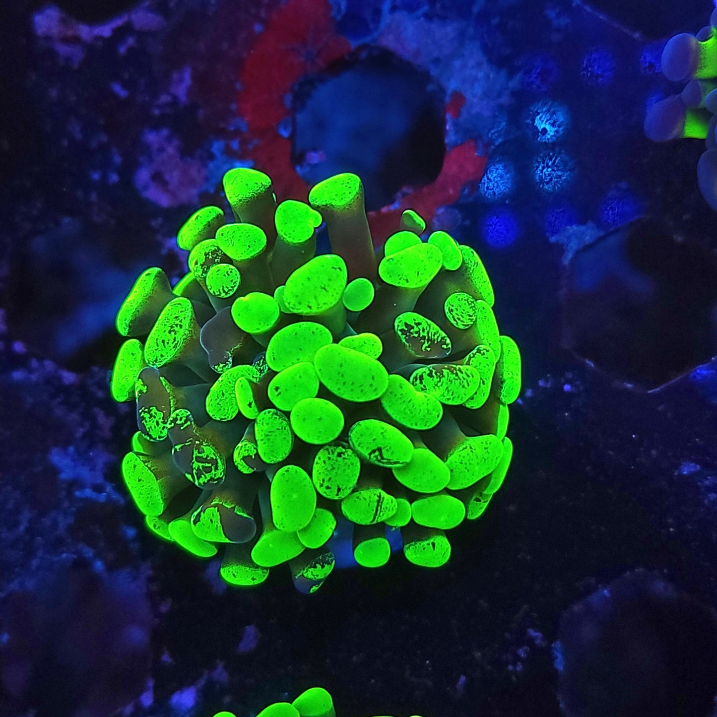 Toxic Splatter Hammer