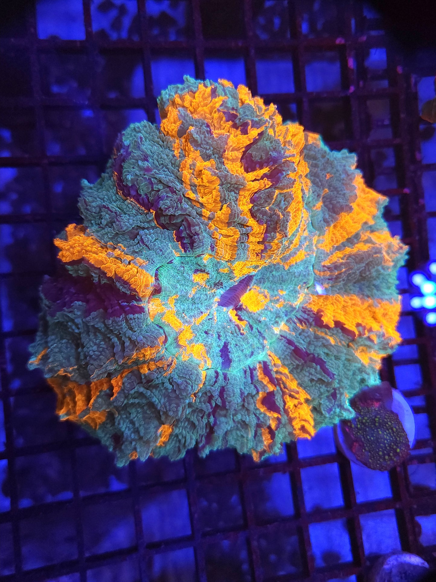 Ultra Striped Acantho (Video in pics)