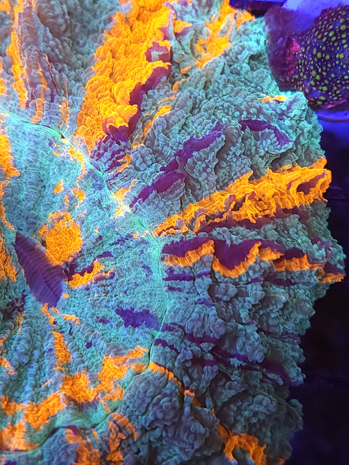 Ultra Striped Acantho (Video in pics)