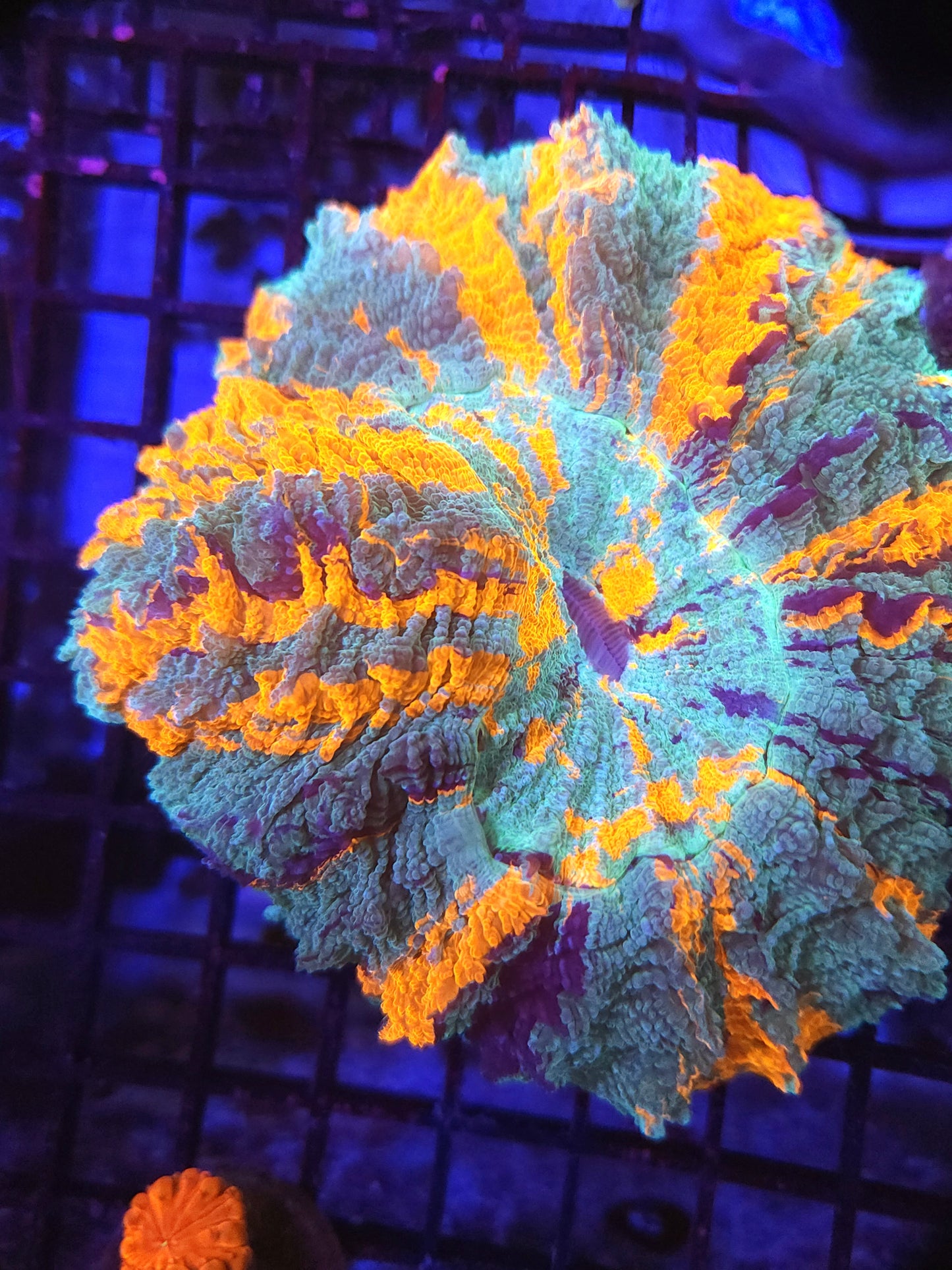 Ultra Striped Acantho (Video in pics)