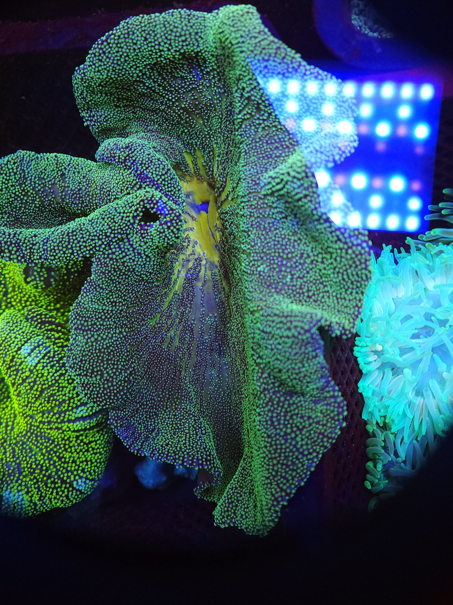 Lemon Lime Haddoni Carpet Anemone (10+ inch)