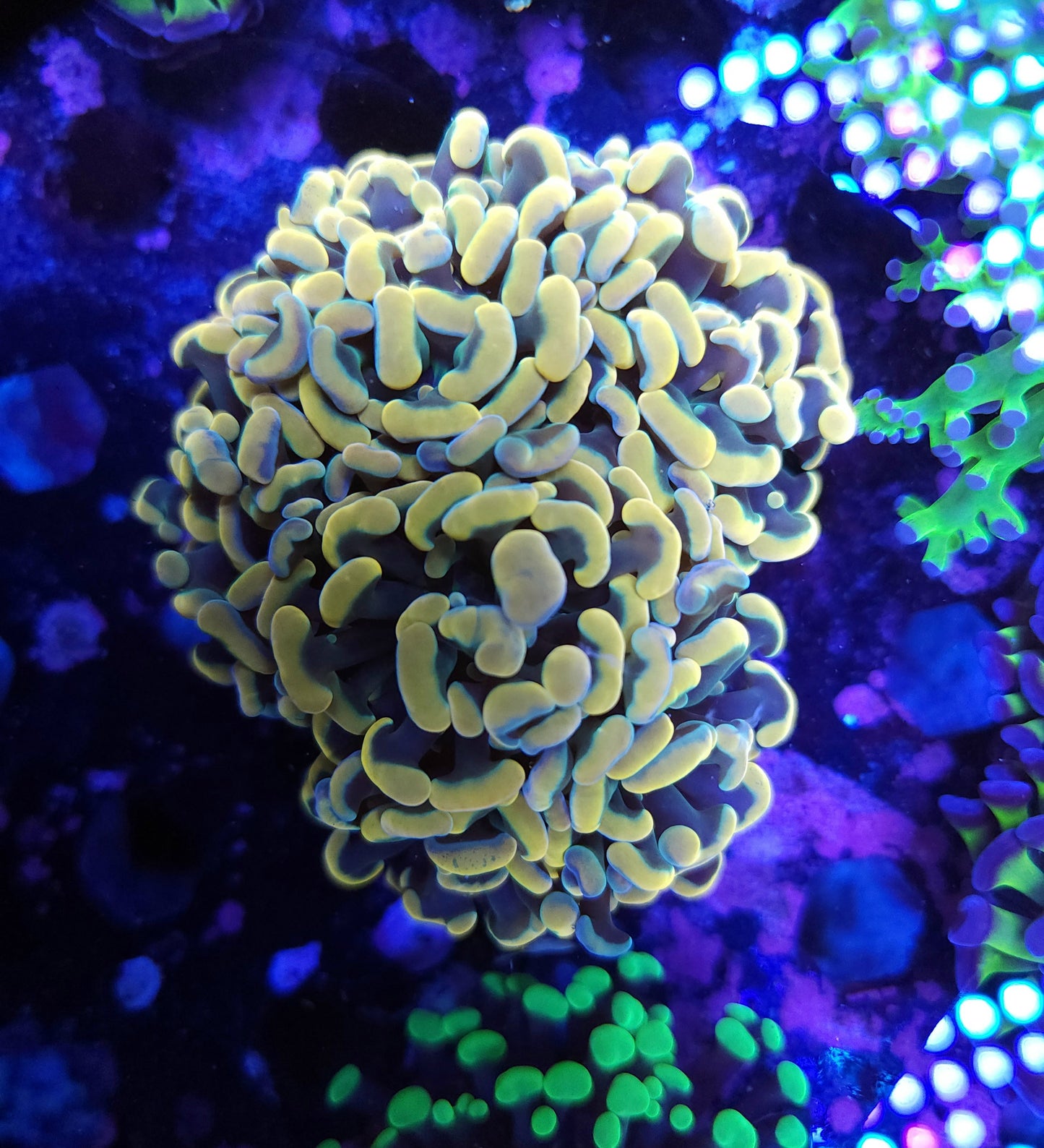 Aquacultured Gold Rainbow Hammer Colony (Video in pics)