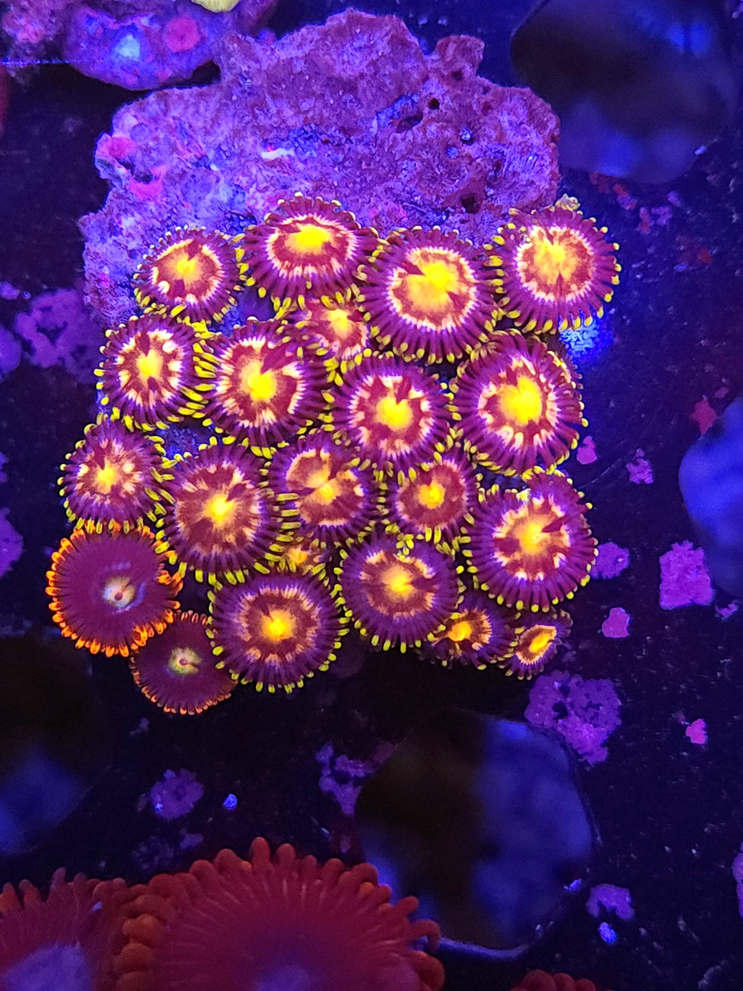 Laser Lemon Zoas