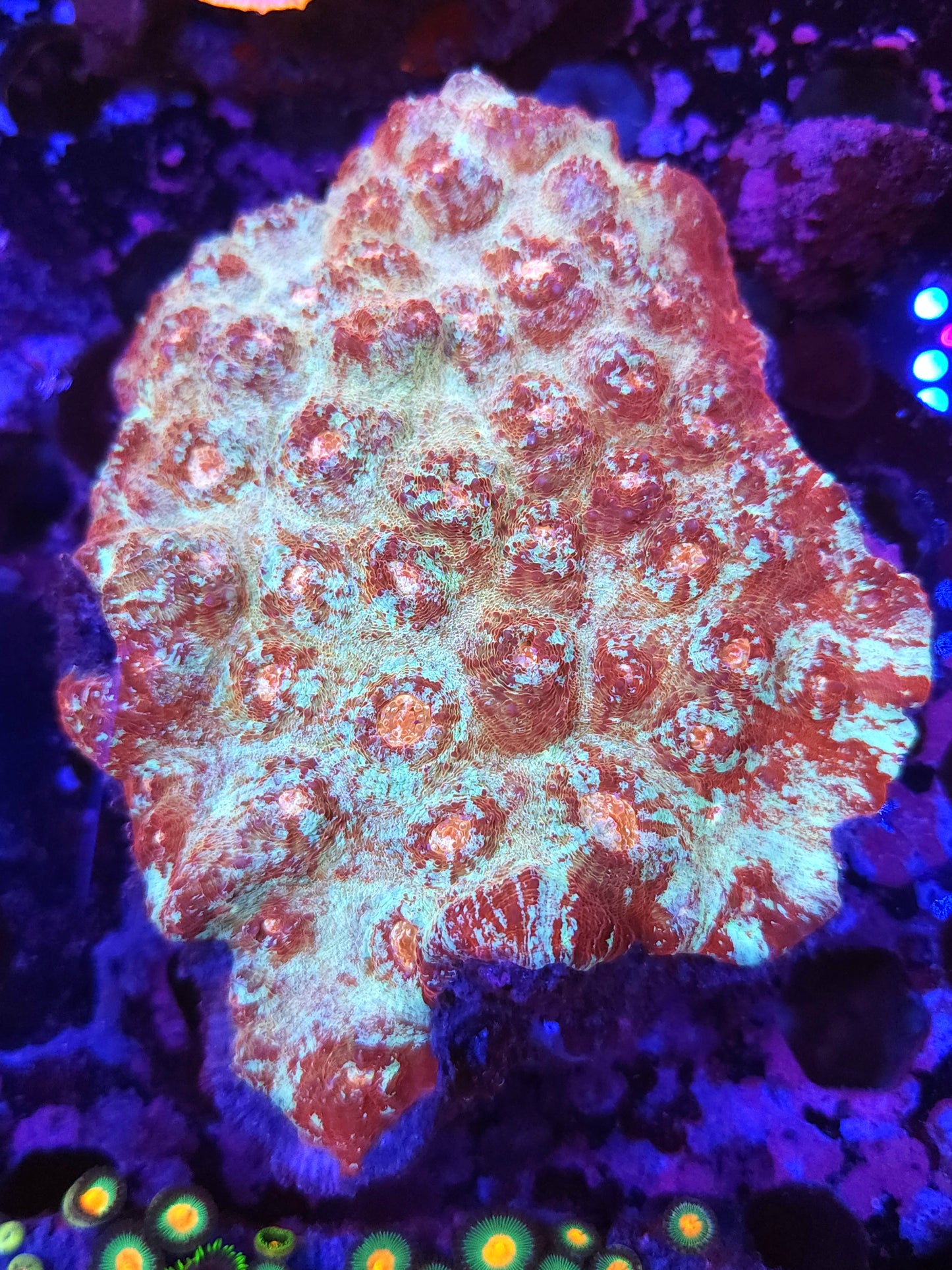 XL Crazy Rainbow Chalice Colony (Video in pics)