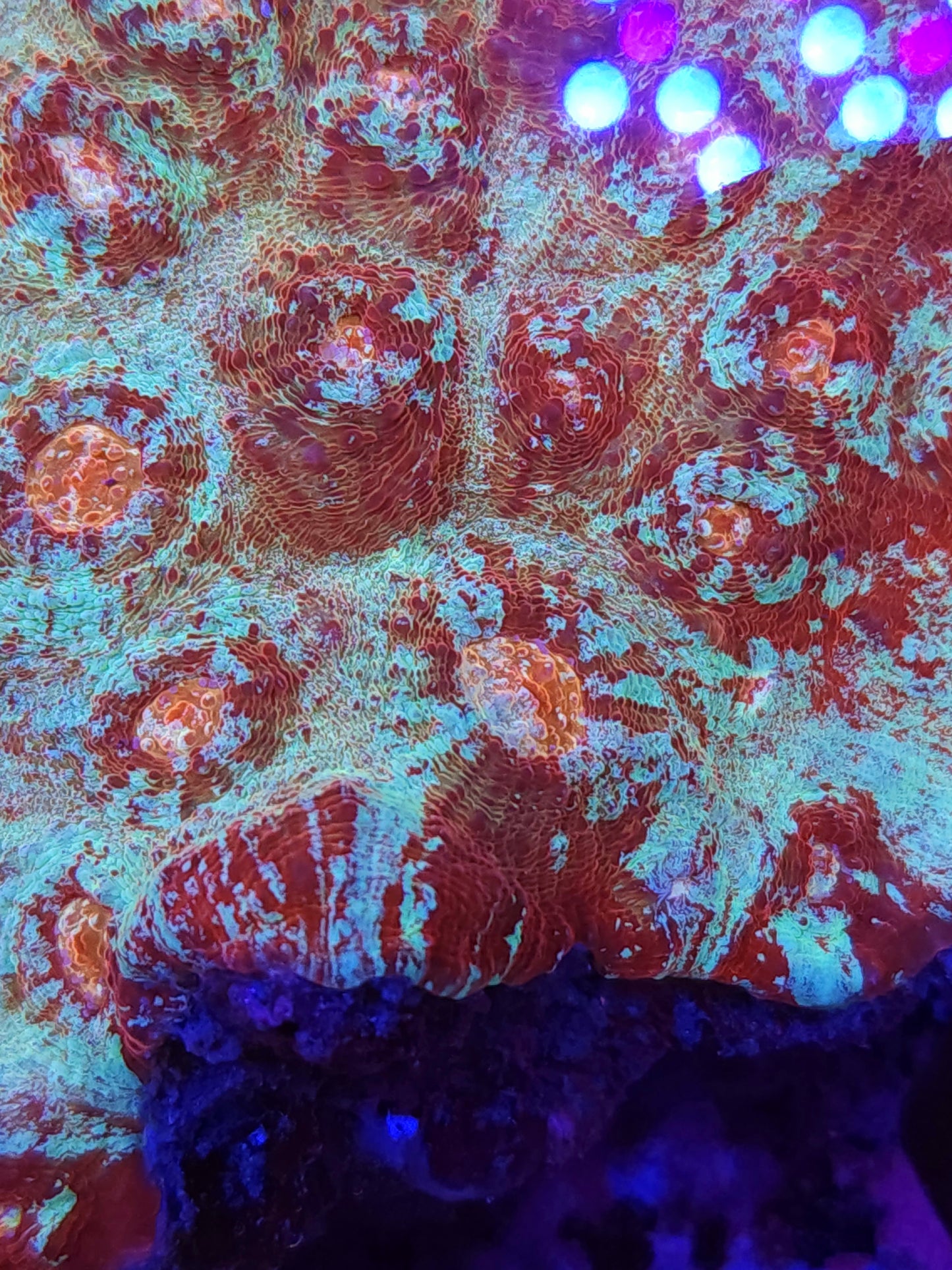 XL Crazy Rainbow Chalice Colony (Video in pics)