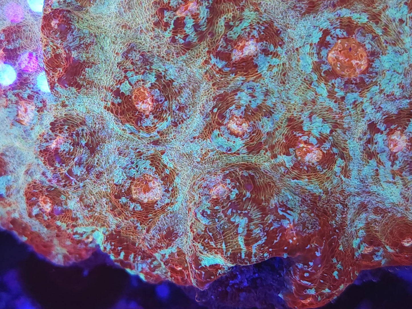 XL Crazy Rainbow Chalice Colony (Video in pics)