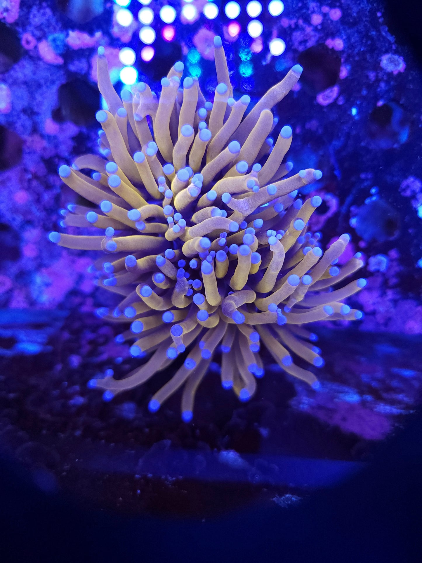 24K Gold Torch Double (Video in pics)