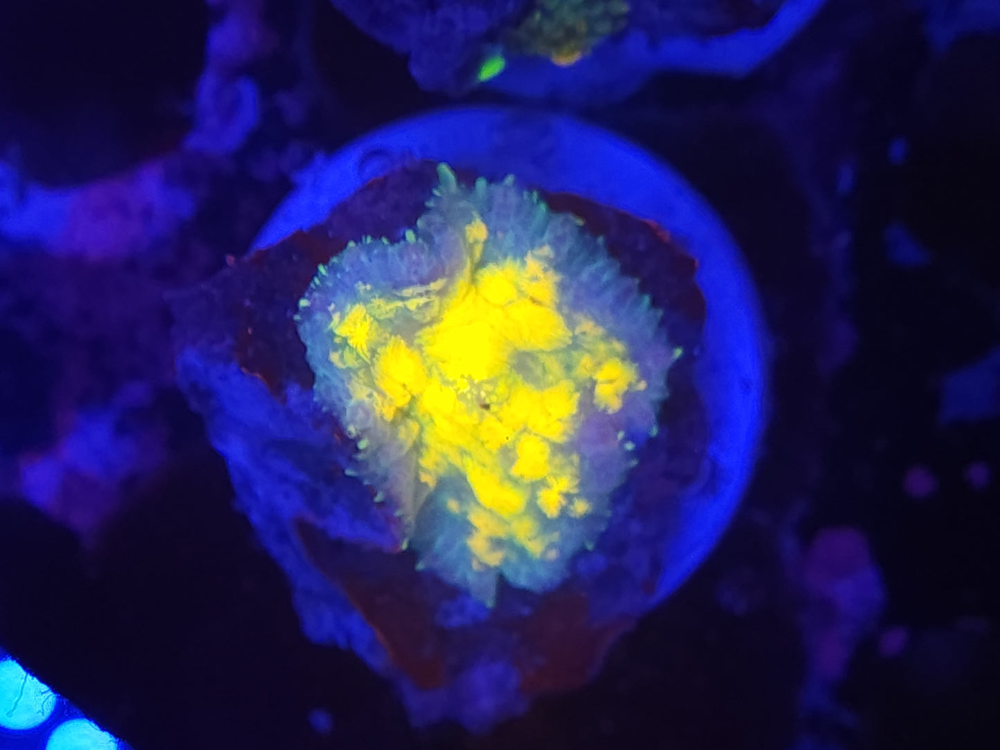 Yellow Quilted Rhodactis