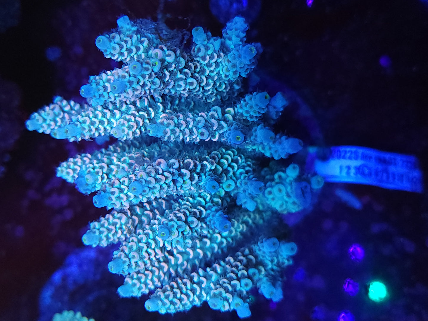Maricultured Rainbow Acropora Tenuis