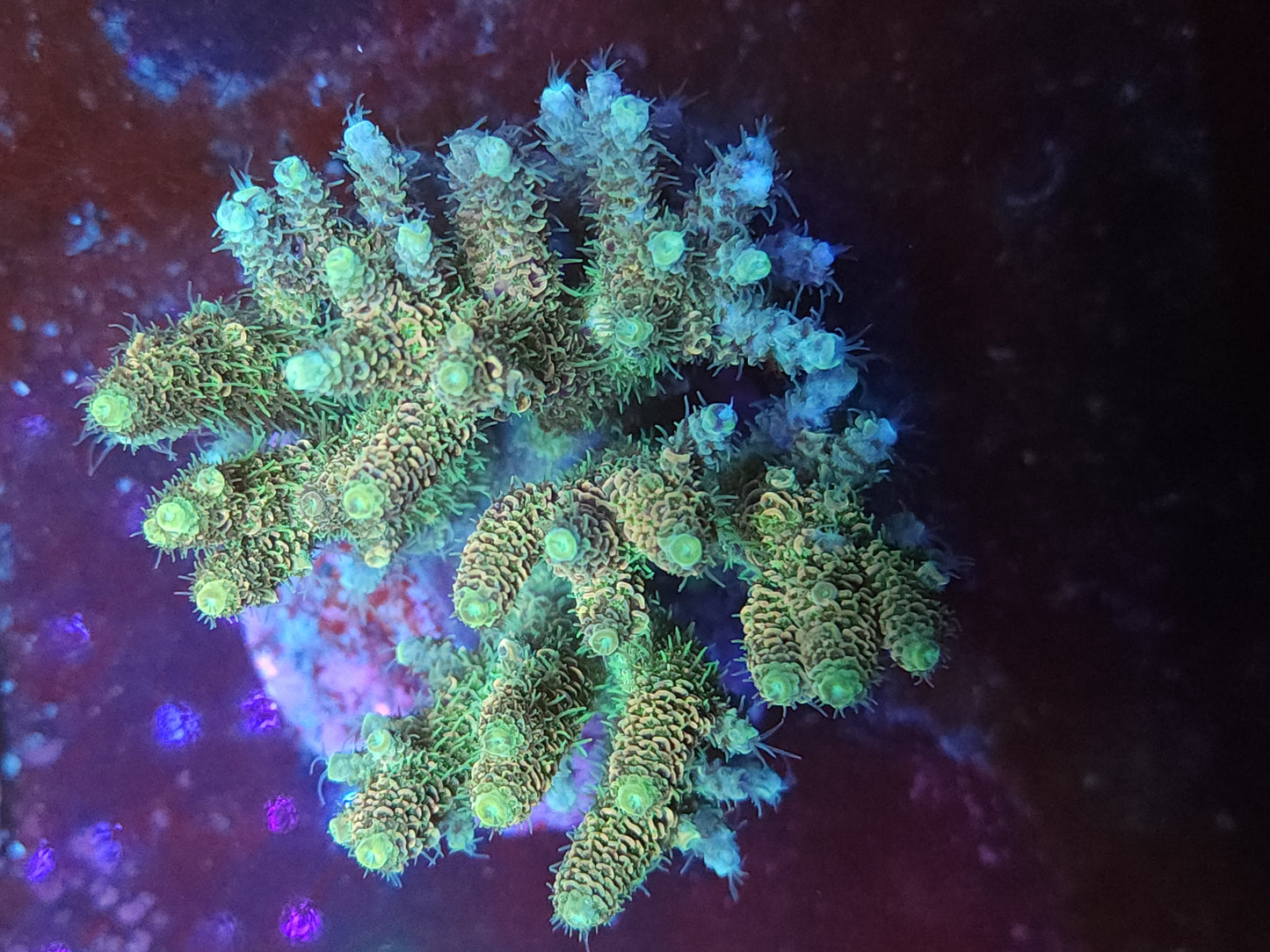 Maricultured Ultra Acropora Millepora
