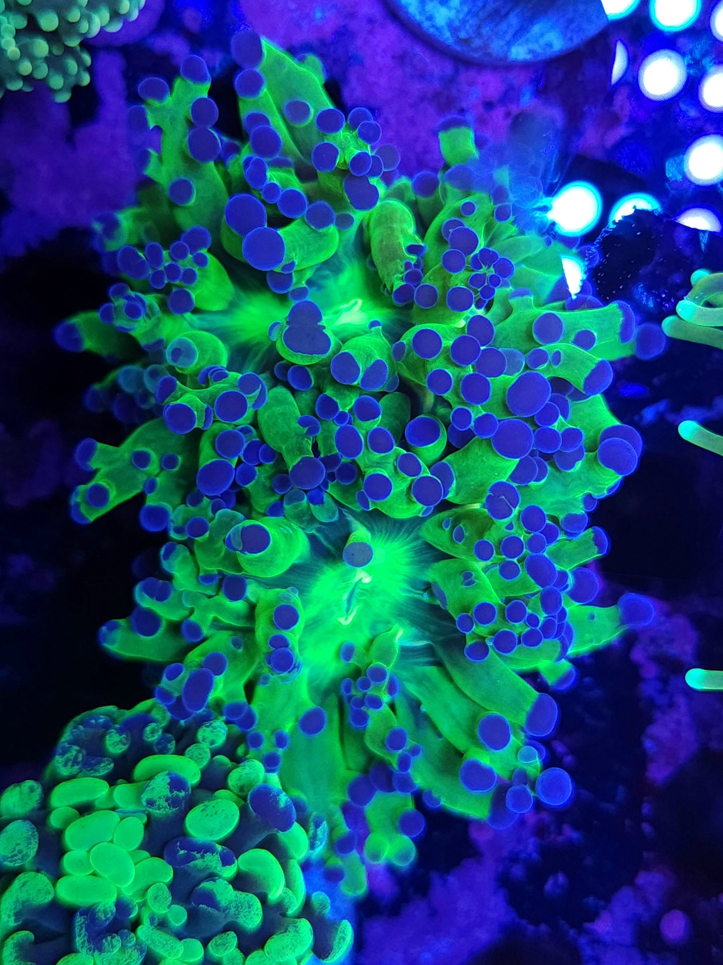 Neon Frogspawn Double