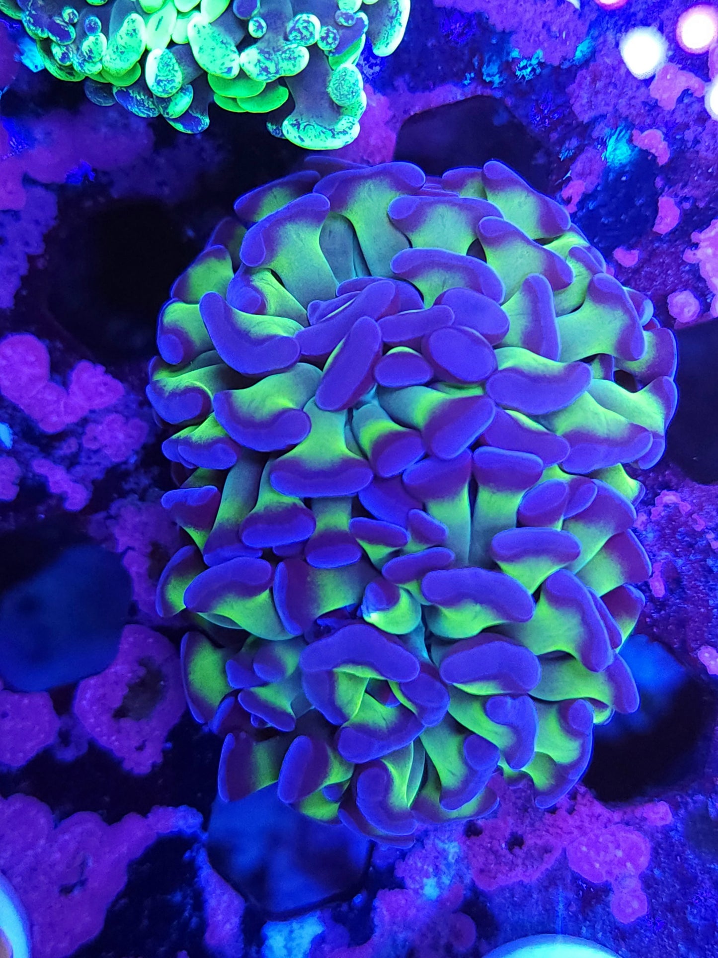 Purple Tip Hammer Double