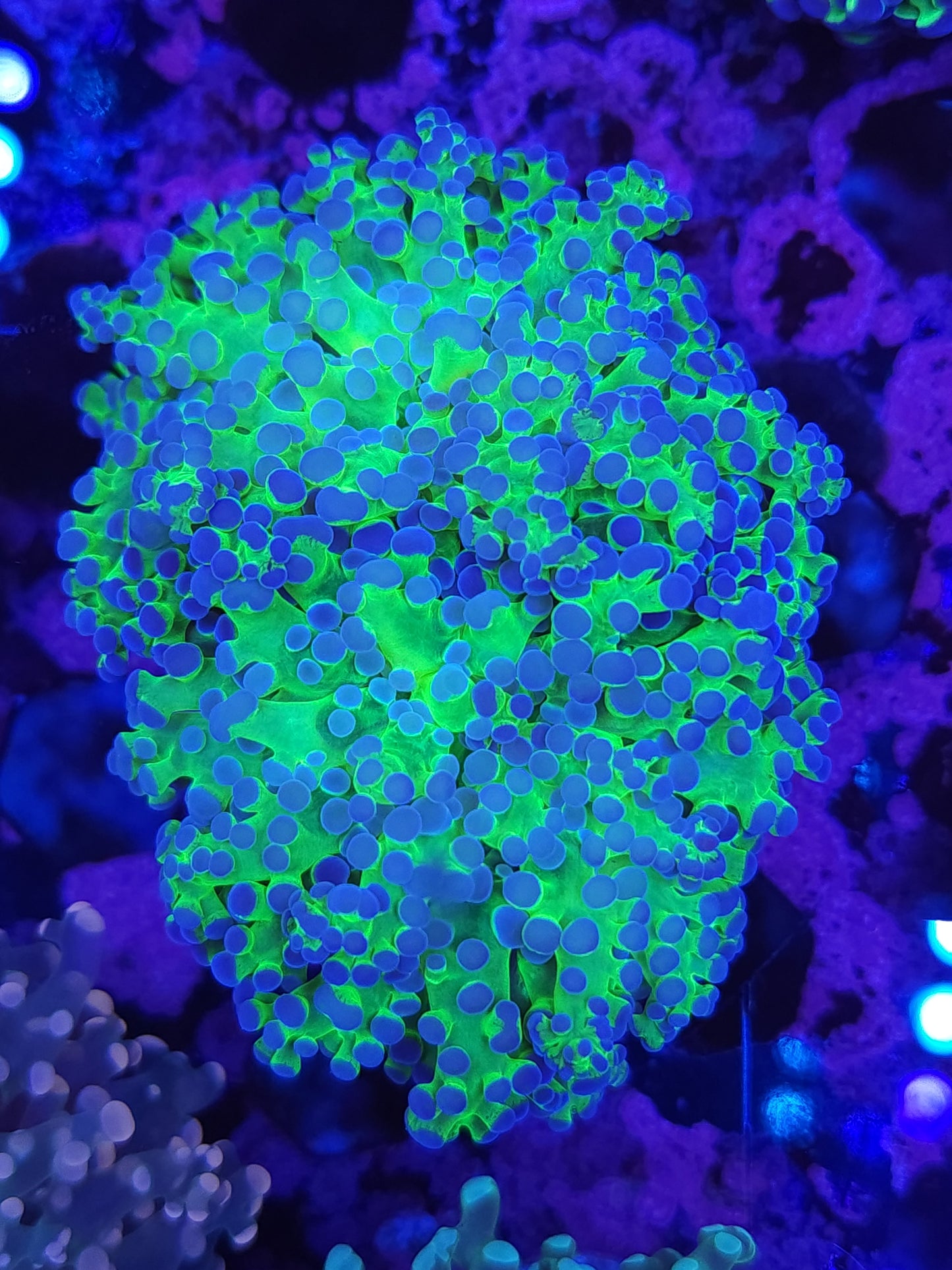 Neon Frogspawn Double