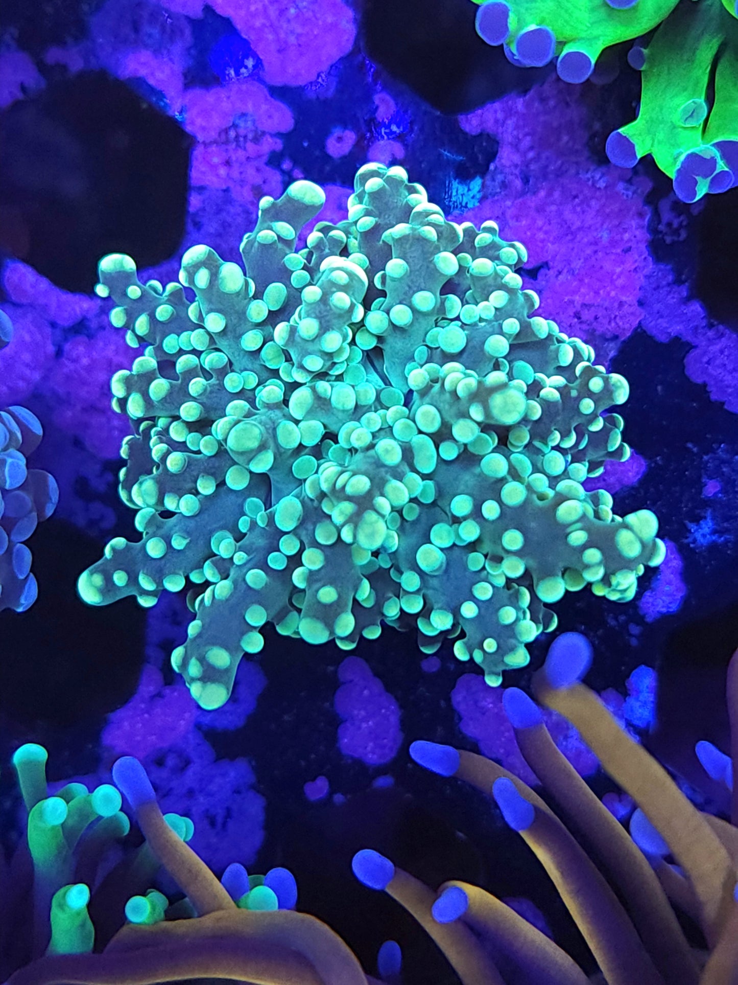 Hulk Octospawn