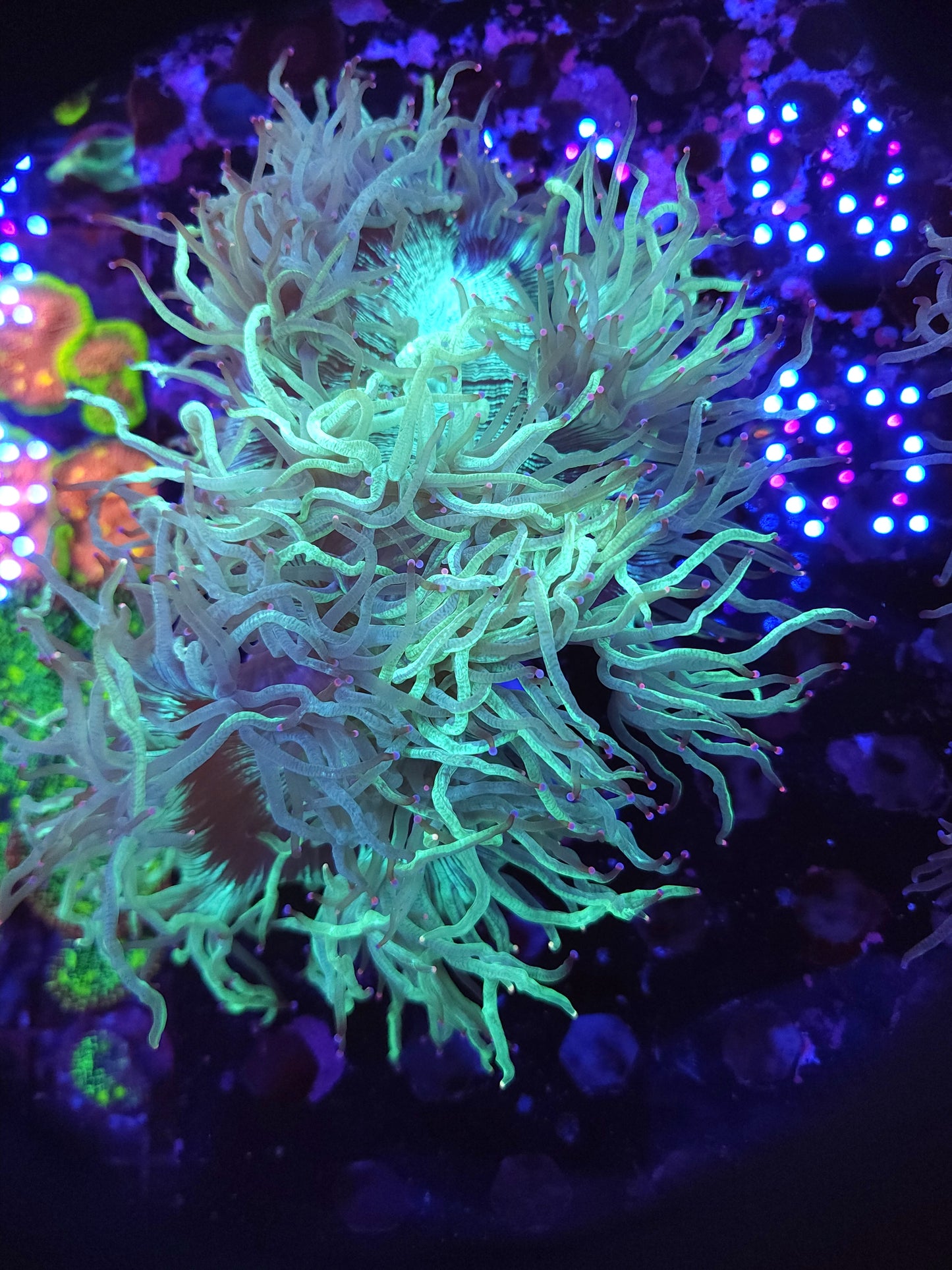 Insane Multi Colored Tip Elegance (Video in pics)