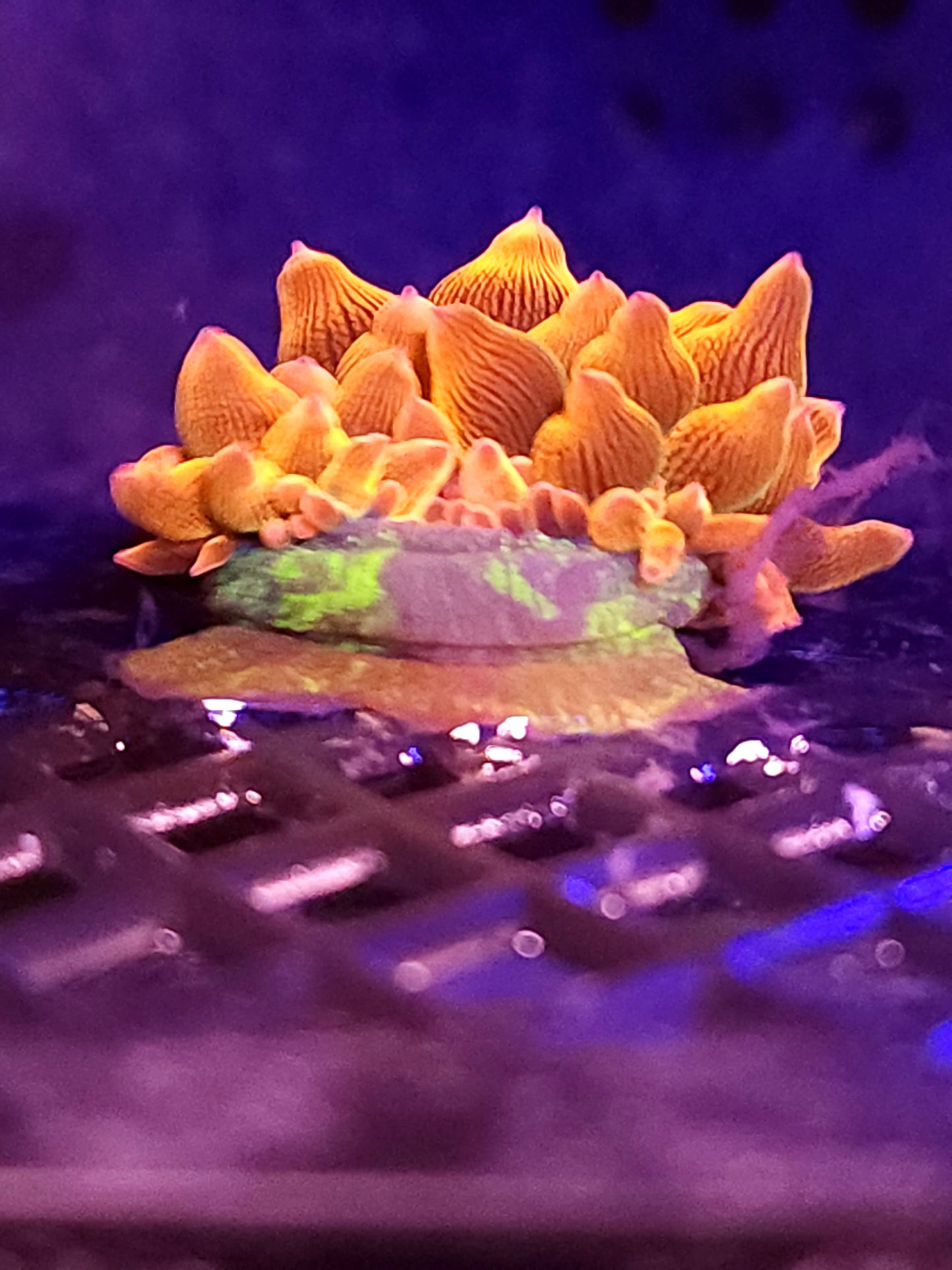 Small Marbled Foot Bubble Tip Anemone (non wysiwyg 4 available)