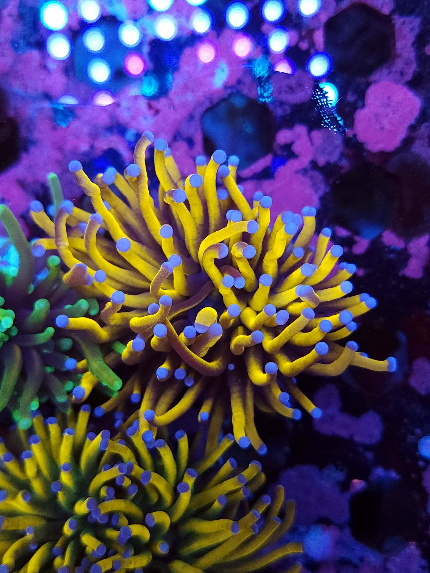 Pure Gold 24K Torch (Video in pics)
