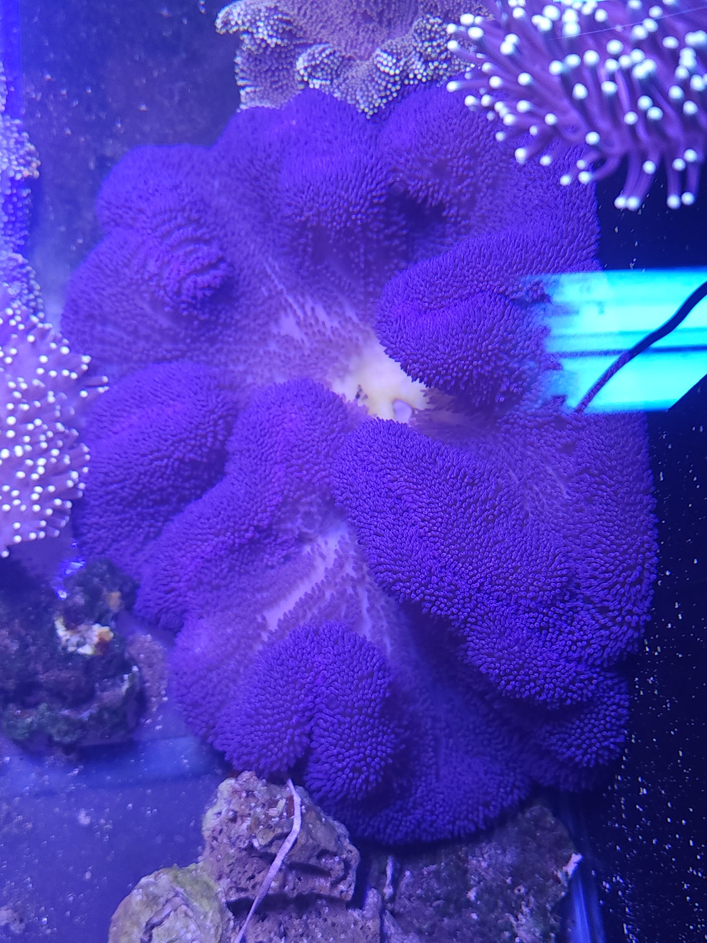 Insane Blue Gigantea Carpet Anemone (15+ Inch)