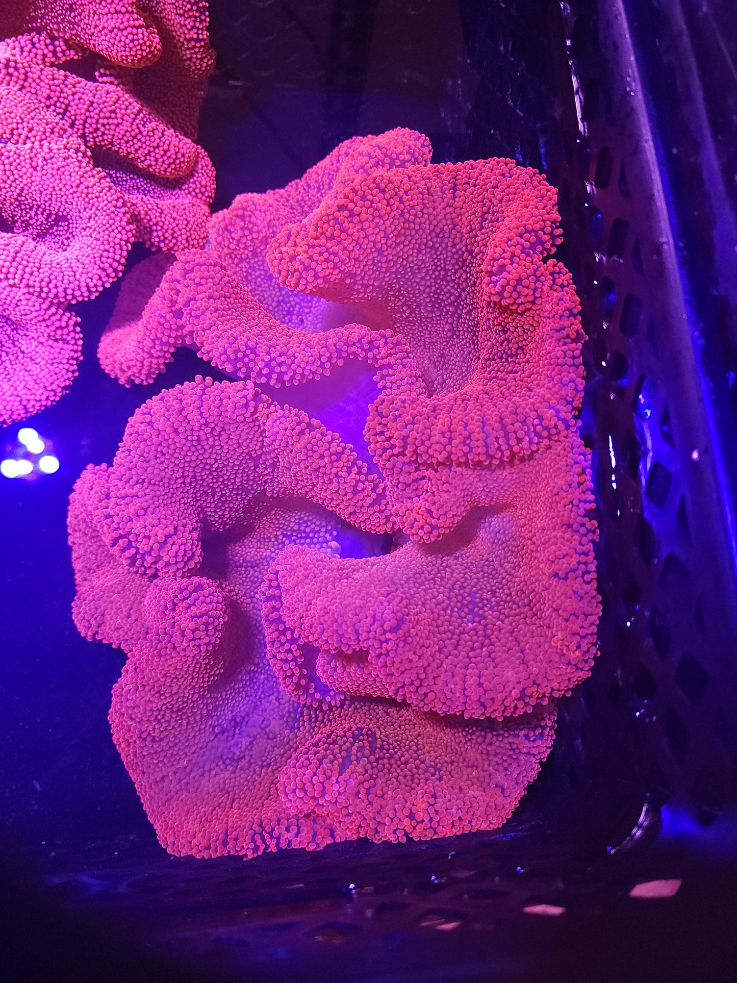 Insane Red / Pink Haddoni Carpet Anemone (15+ inch)