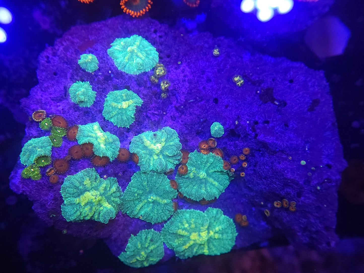 Mushroom and Zoa Mix Rock
