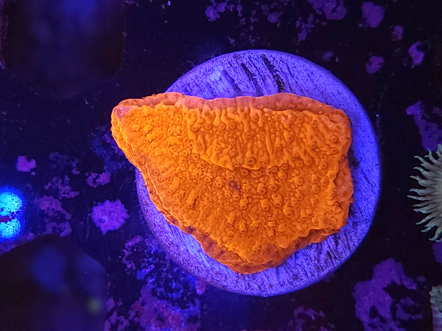 Red Monti Cap