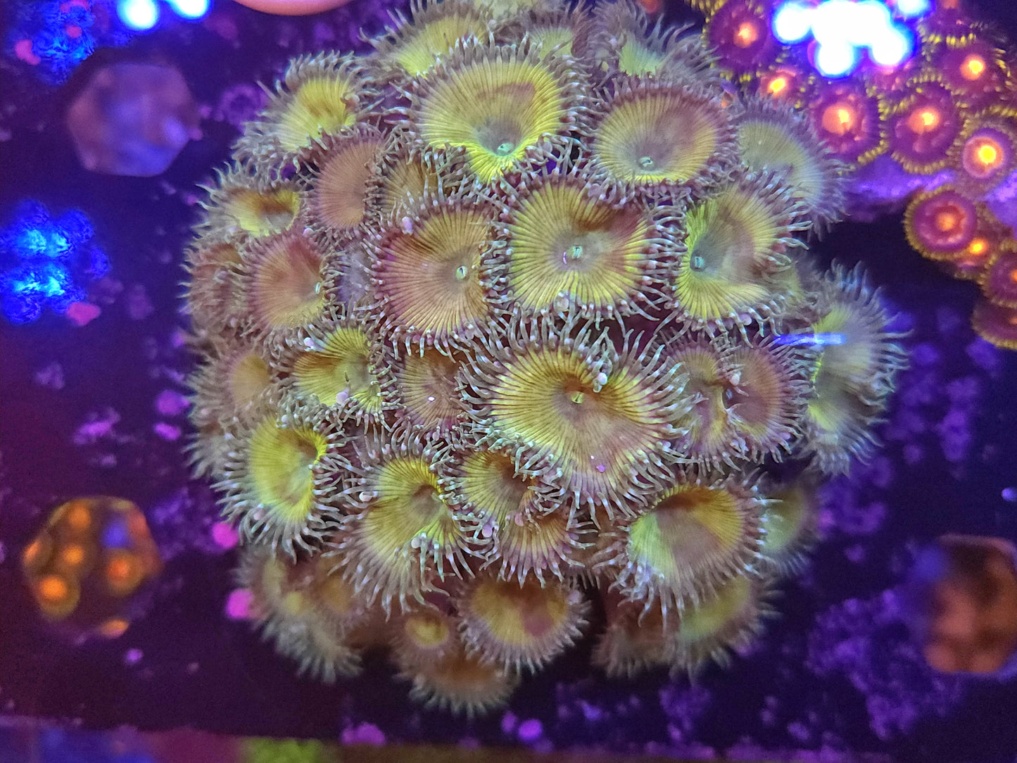 Poisen Ivy Paly Colony