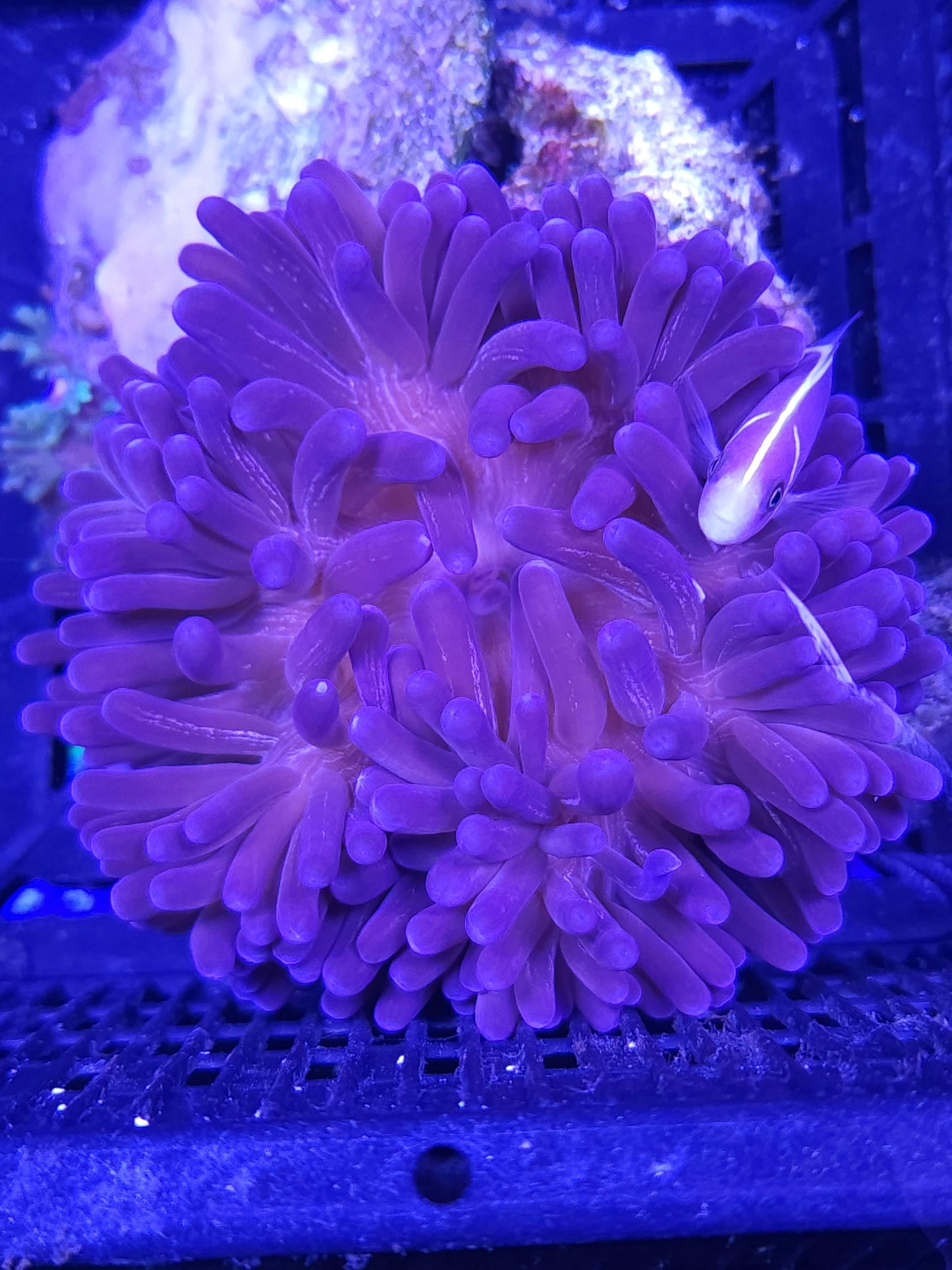 Purple Long Tenticle Anemone