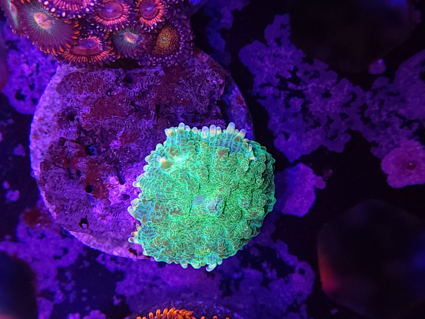 Green Mushroom