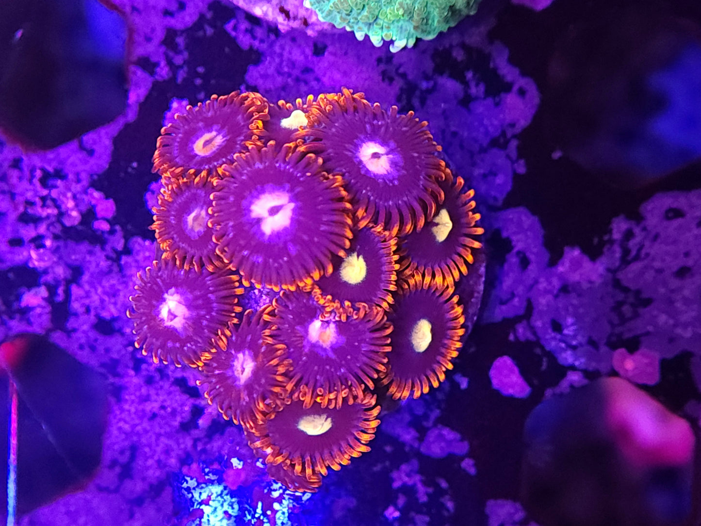 Flame Skirt Zoa