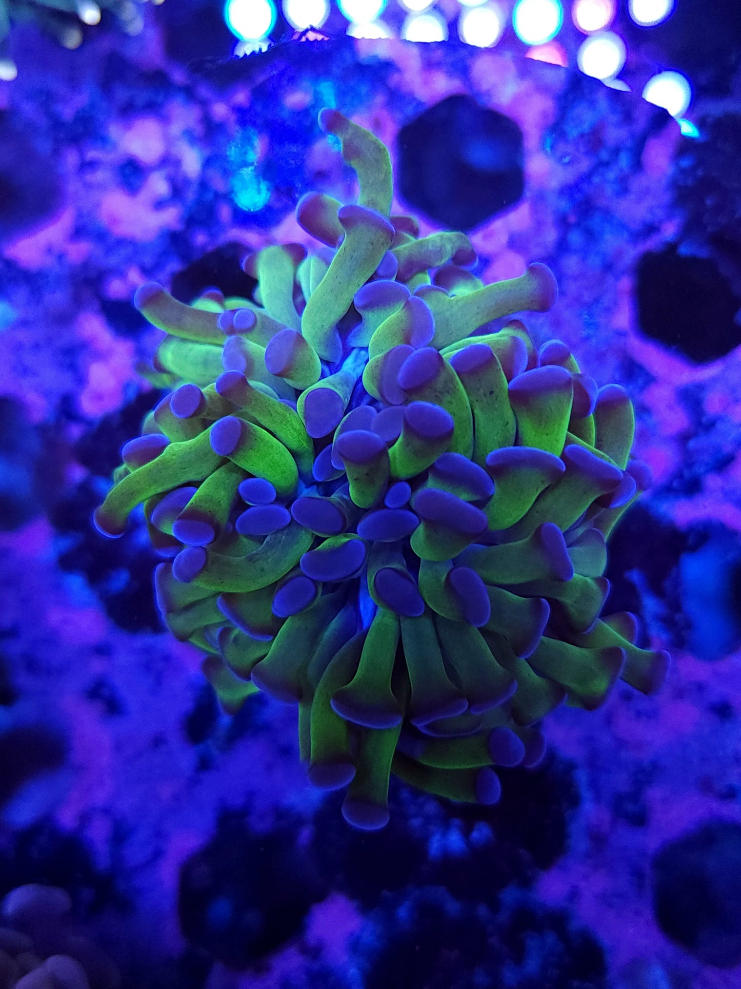 OG Purple Tip Hammer (Video in pics)