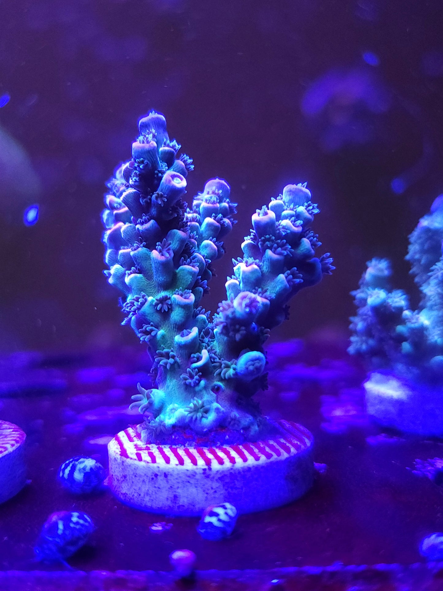 Pink Tip Tenuis