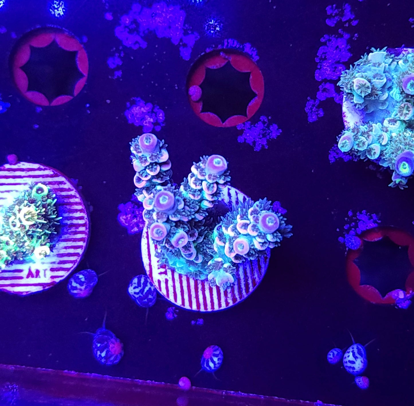 Pink Tip Tenuis