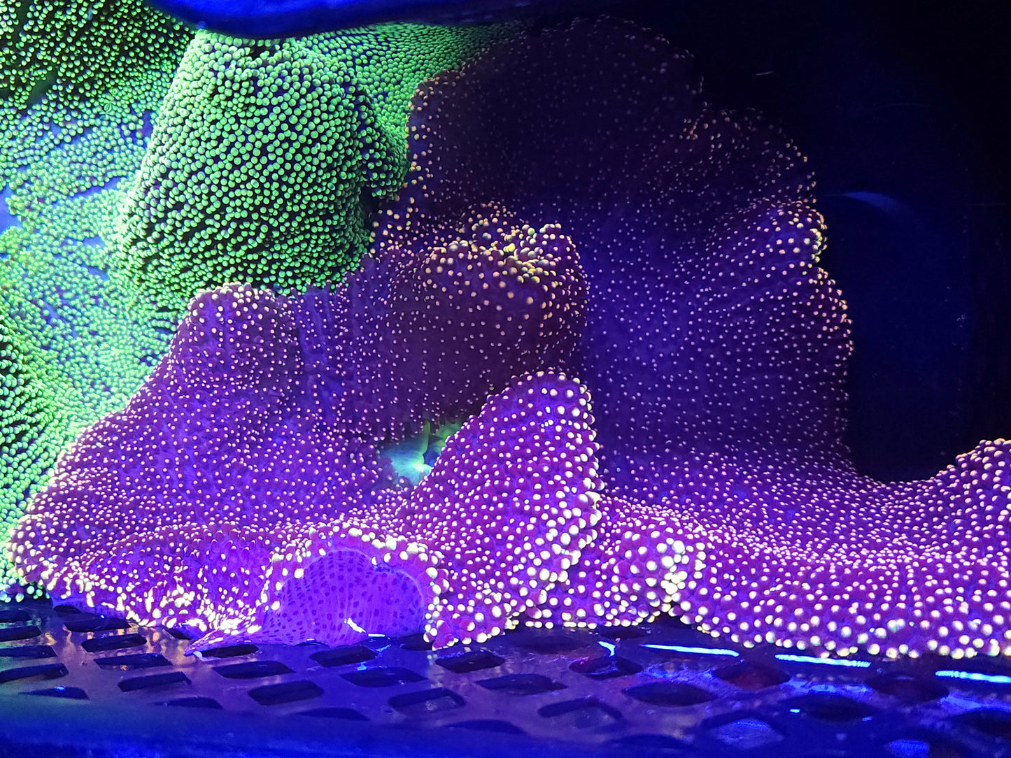 Large Gold Mertensii Carpet Anemone