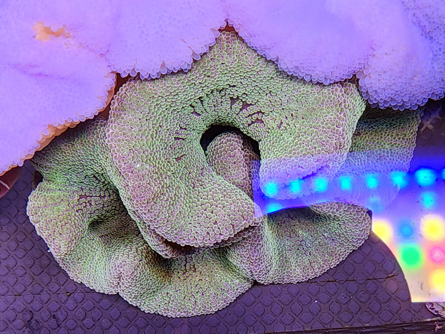 Green Haddoni Carpet Anemone