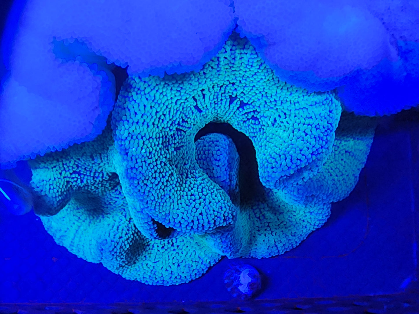 Green Haddoni Carpet Anemone