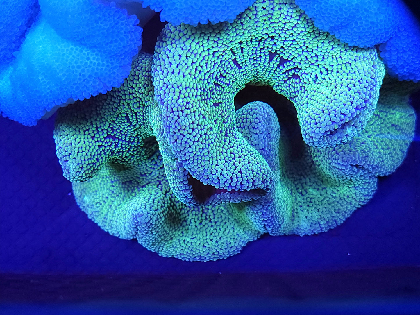 Green Haddoni Carpet Anemone