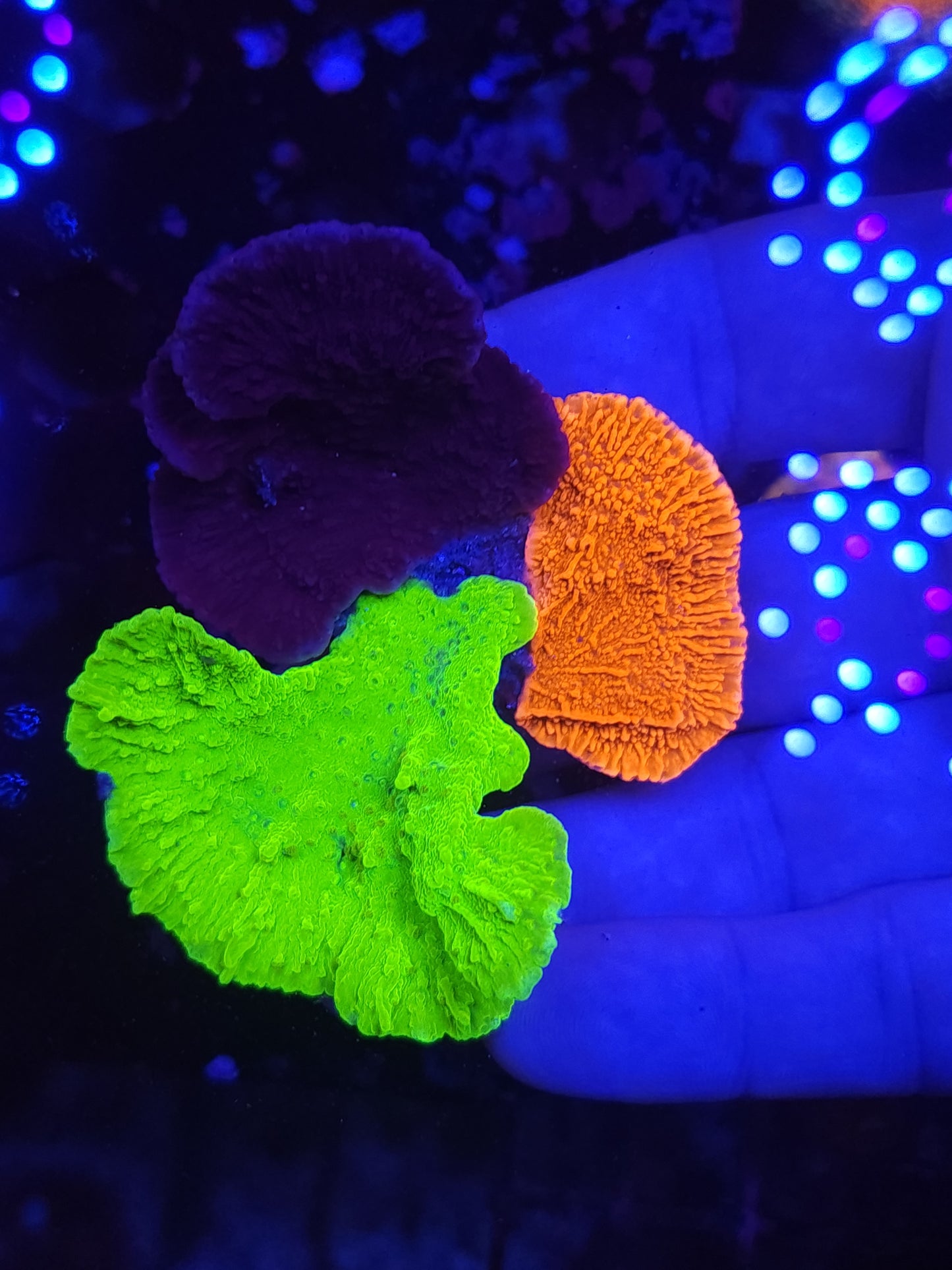Bright Green, Red and Purple Monti Cap Growout Large