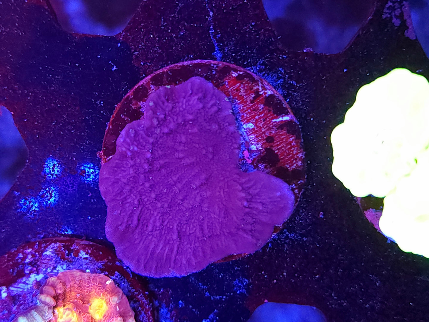 Purple Monti Cap