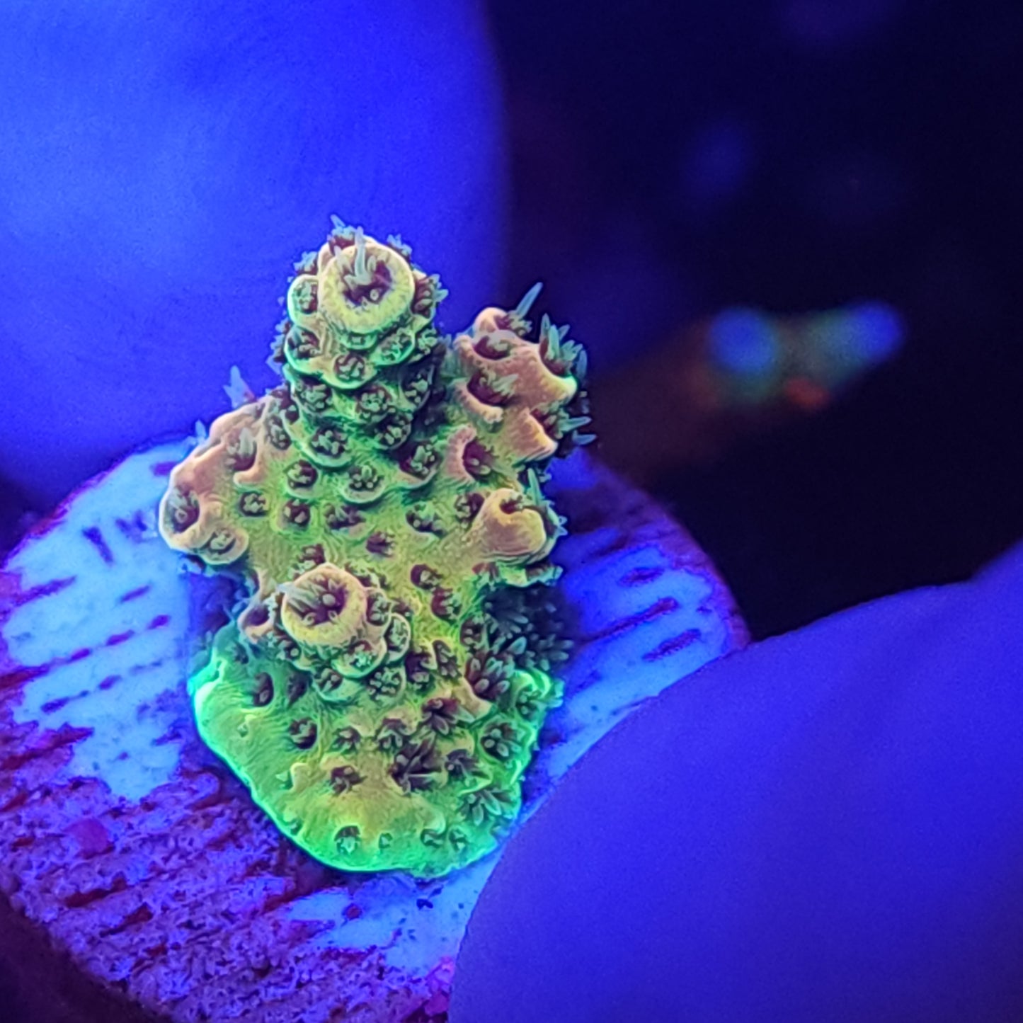 Ghostbuster Acro